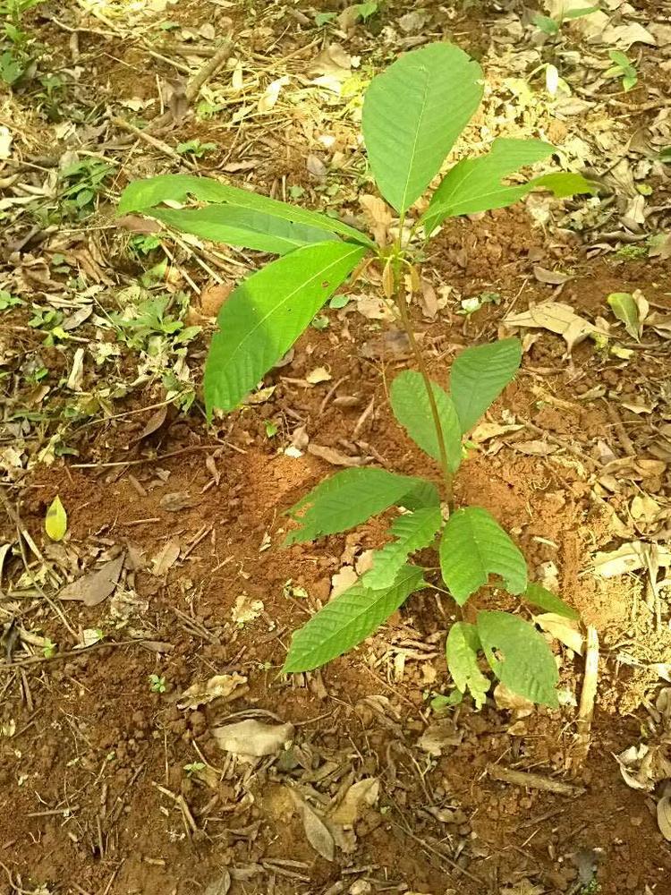 tree image