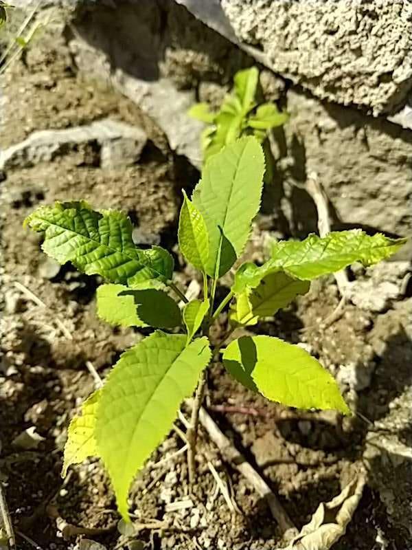 tree image