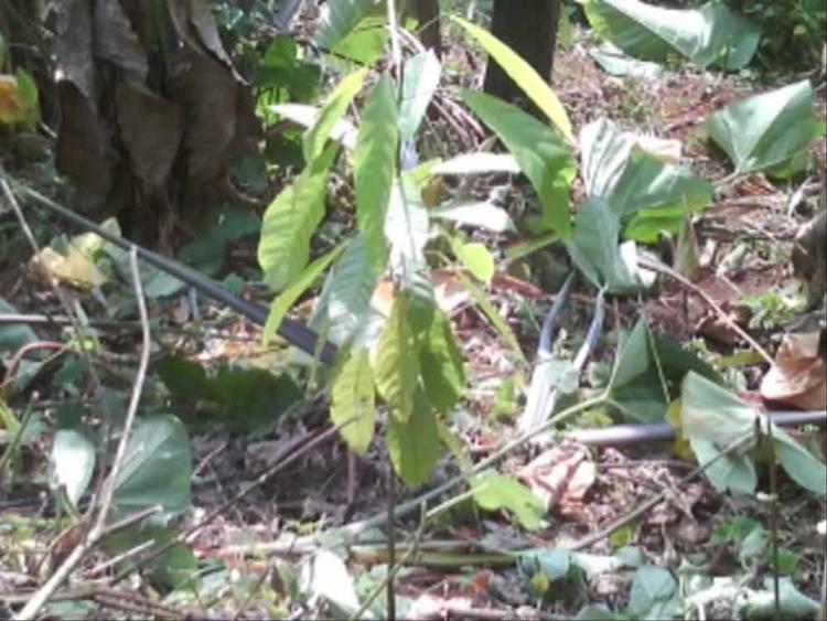 tree image