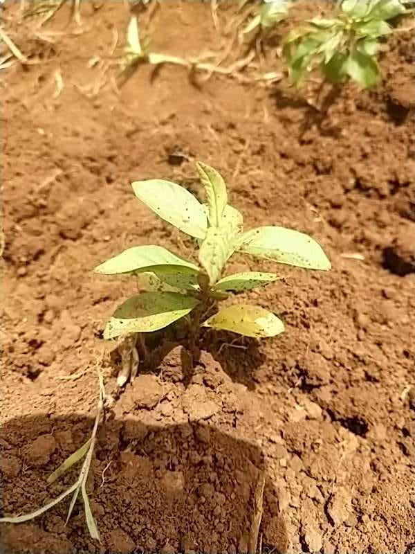 tree image