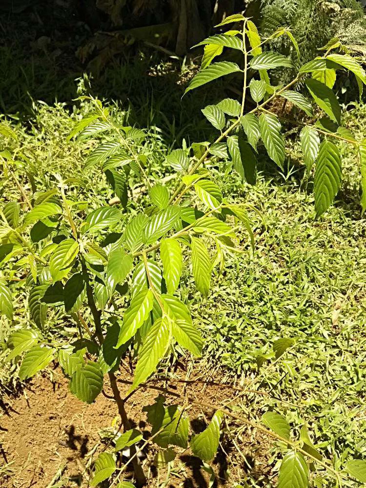 tree image