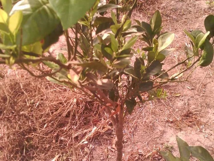 tree image