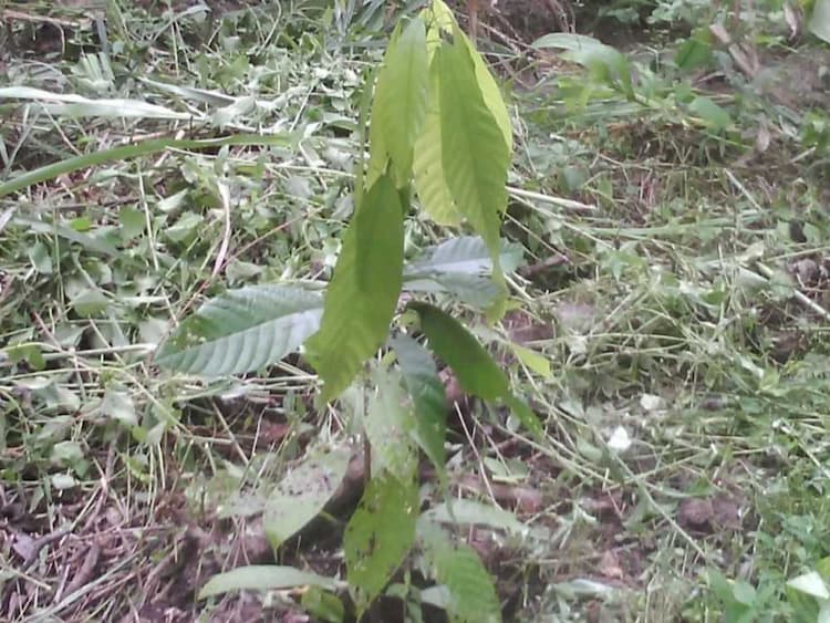 tree image