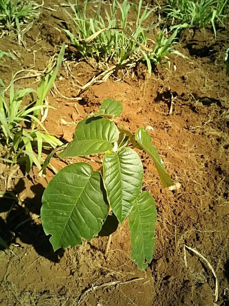 tree image