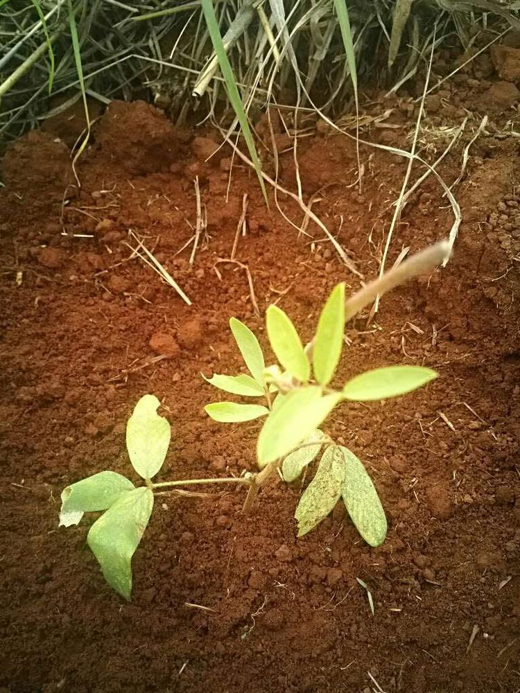 tree image