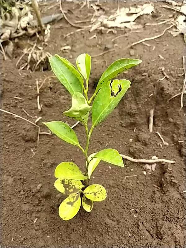 tree image
