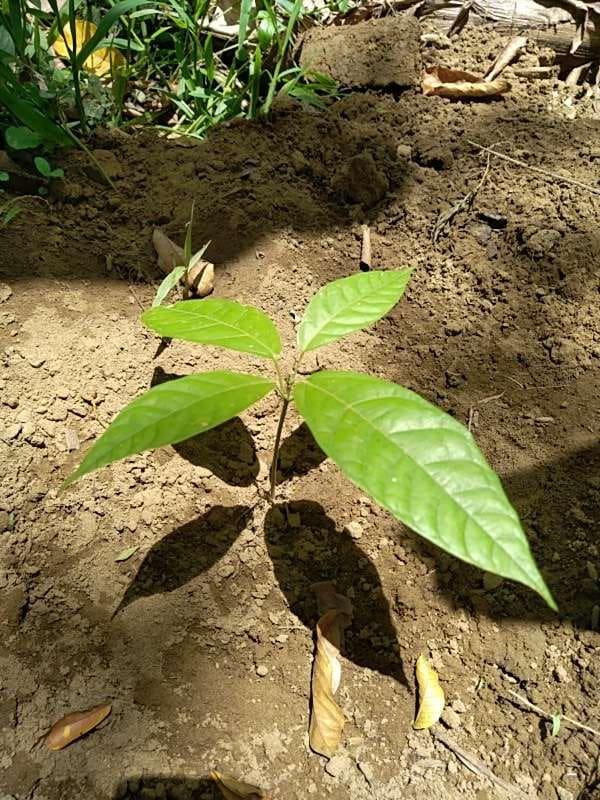 tree image