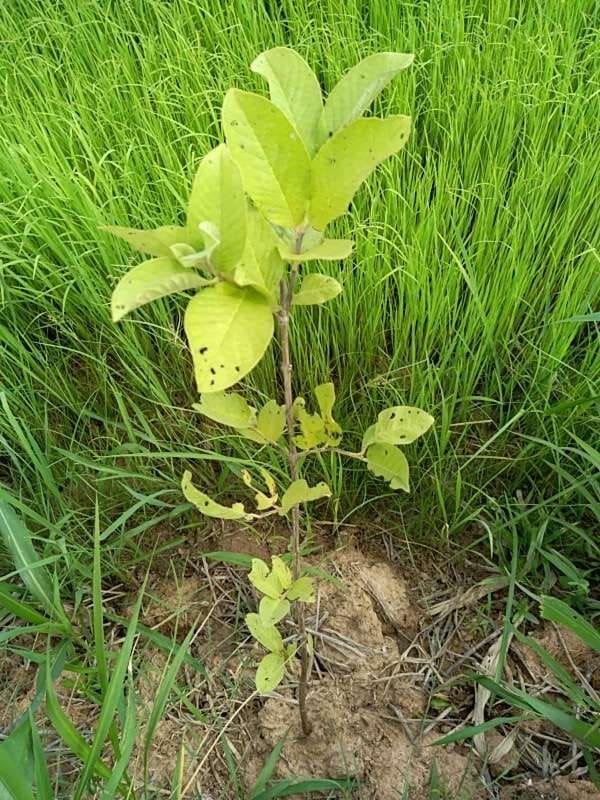 tree image