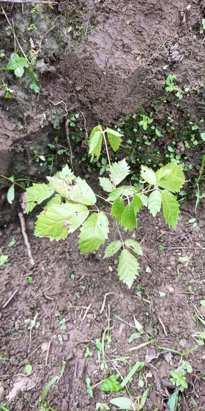 tree image
