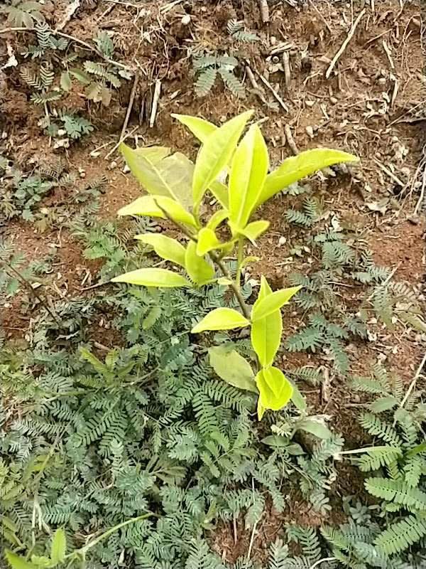 tree image