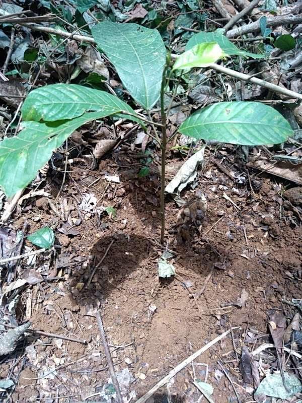 tree image