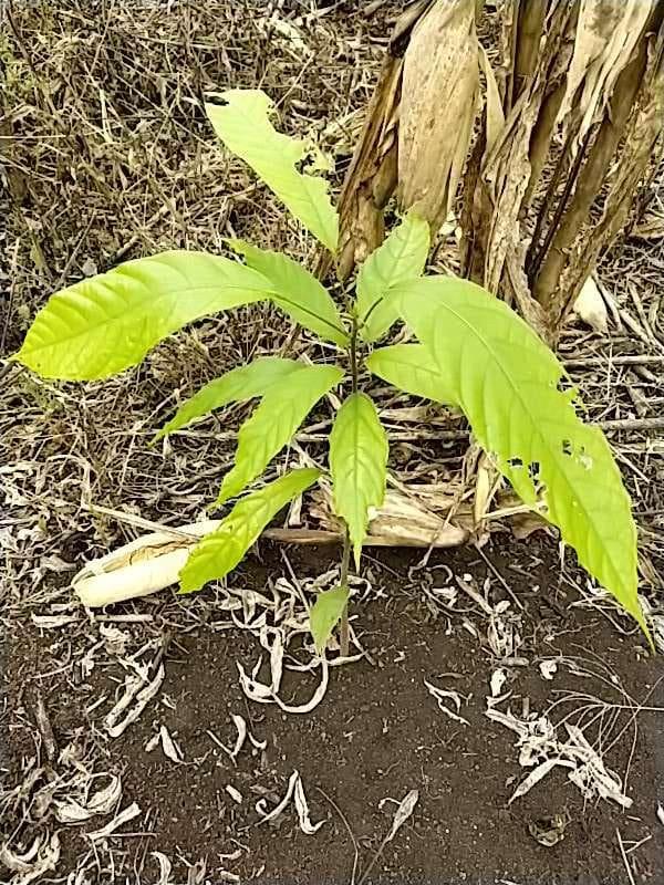 tree image