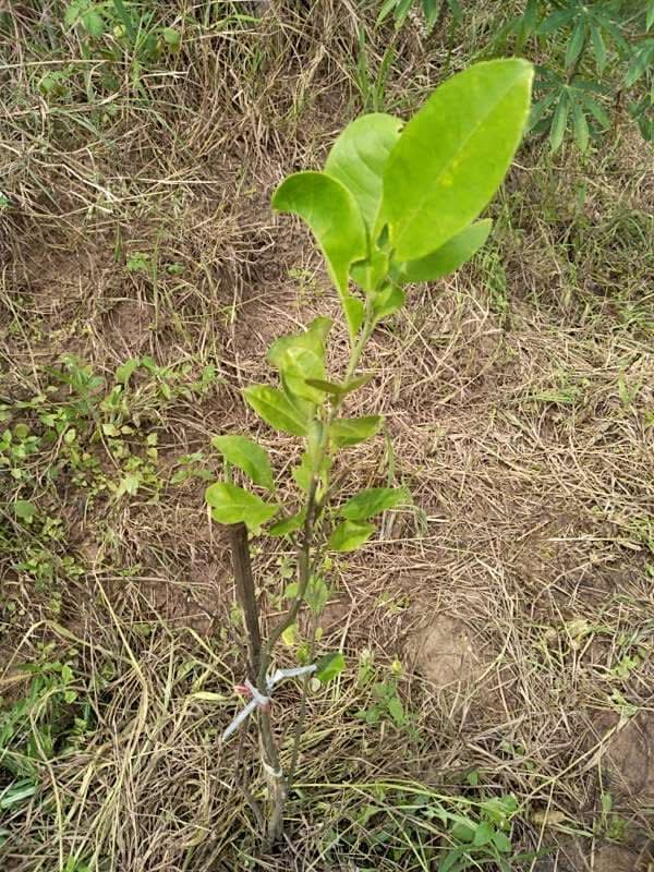tree image