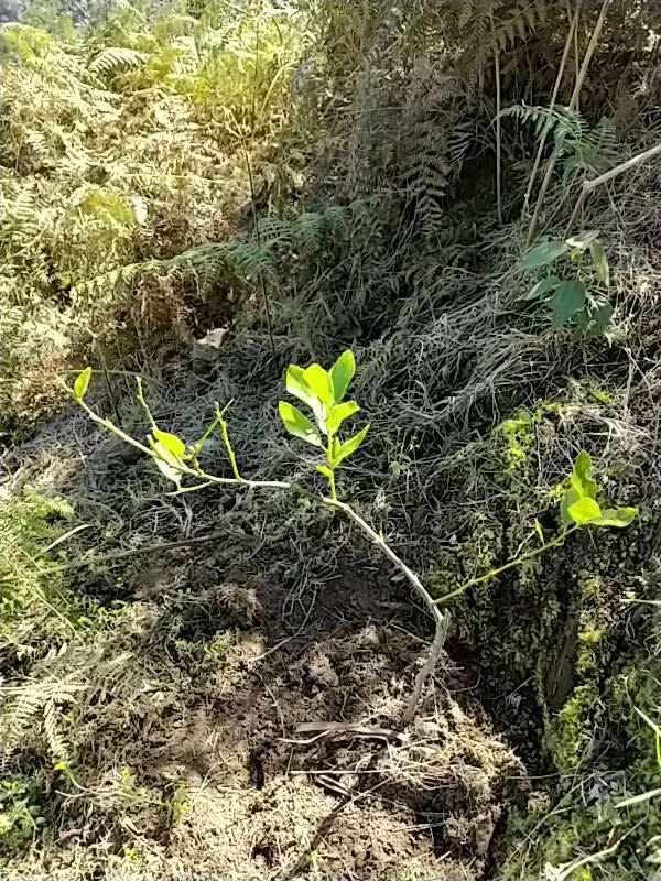 tree image
