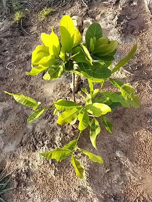 tree image