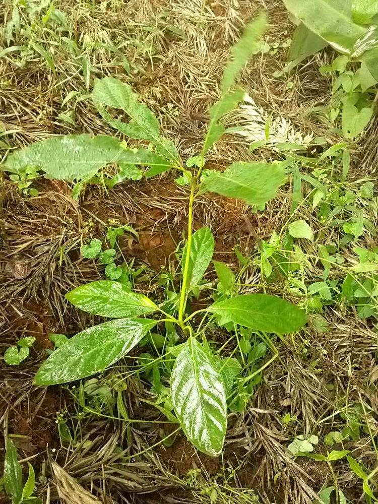 tree image