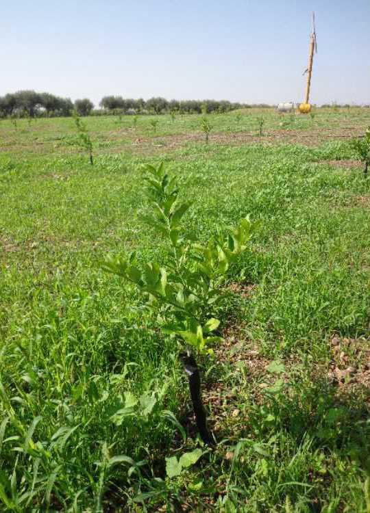 tree image