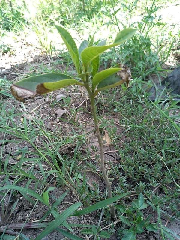 tree image
