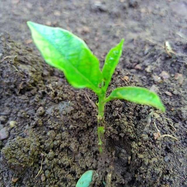 tree image