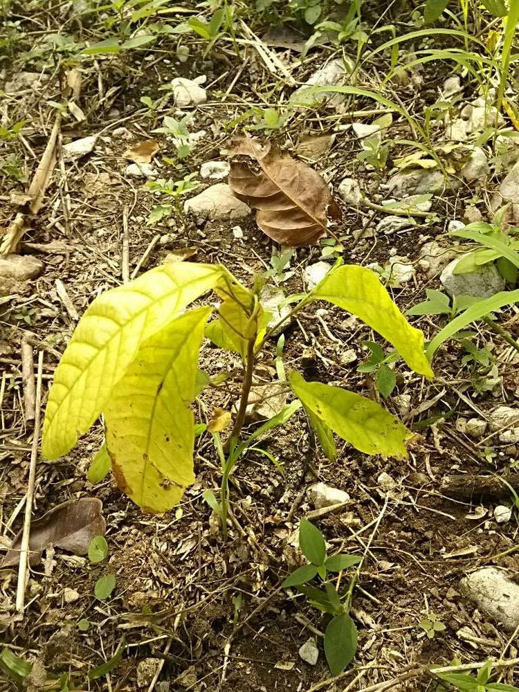 tree image