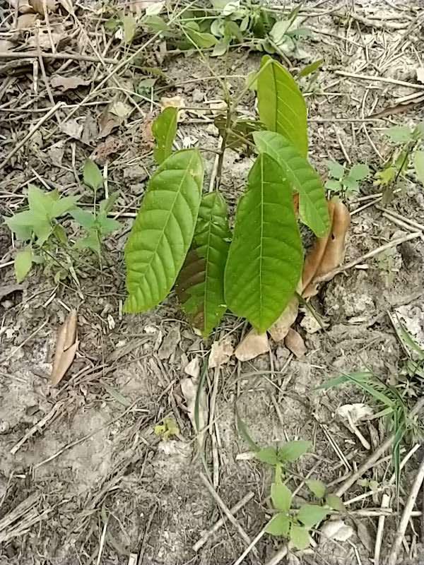 tree image