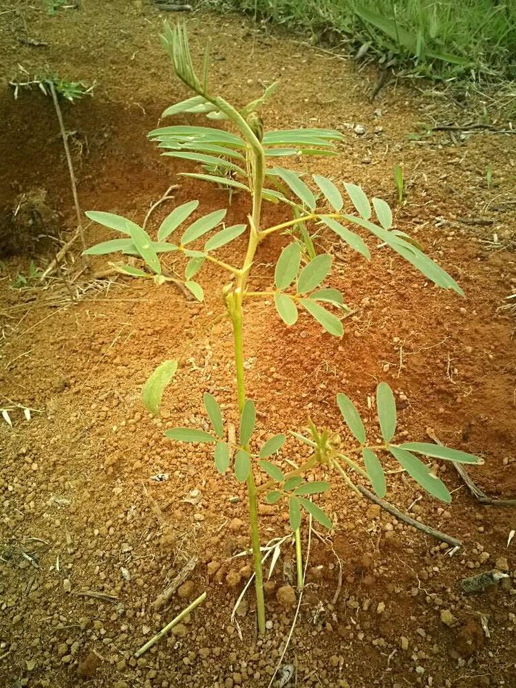 tree image