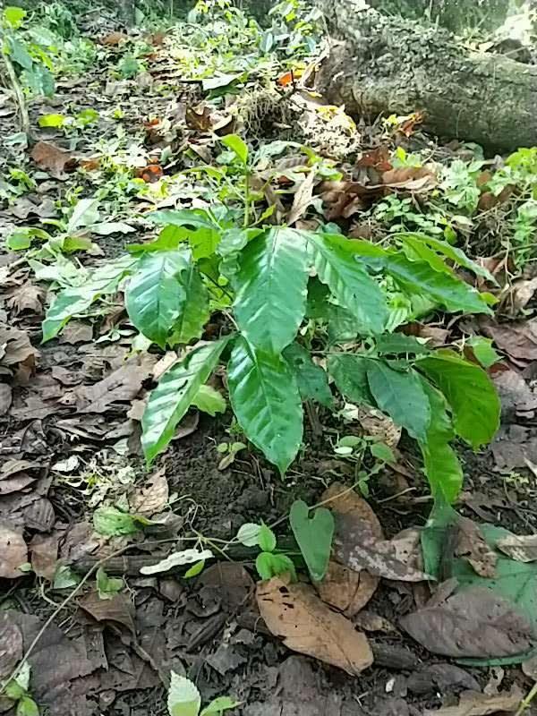 tree image