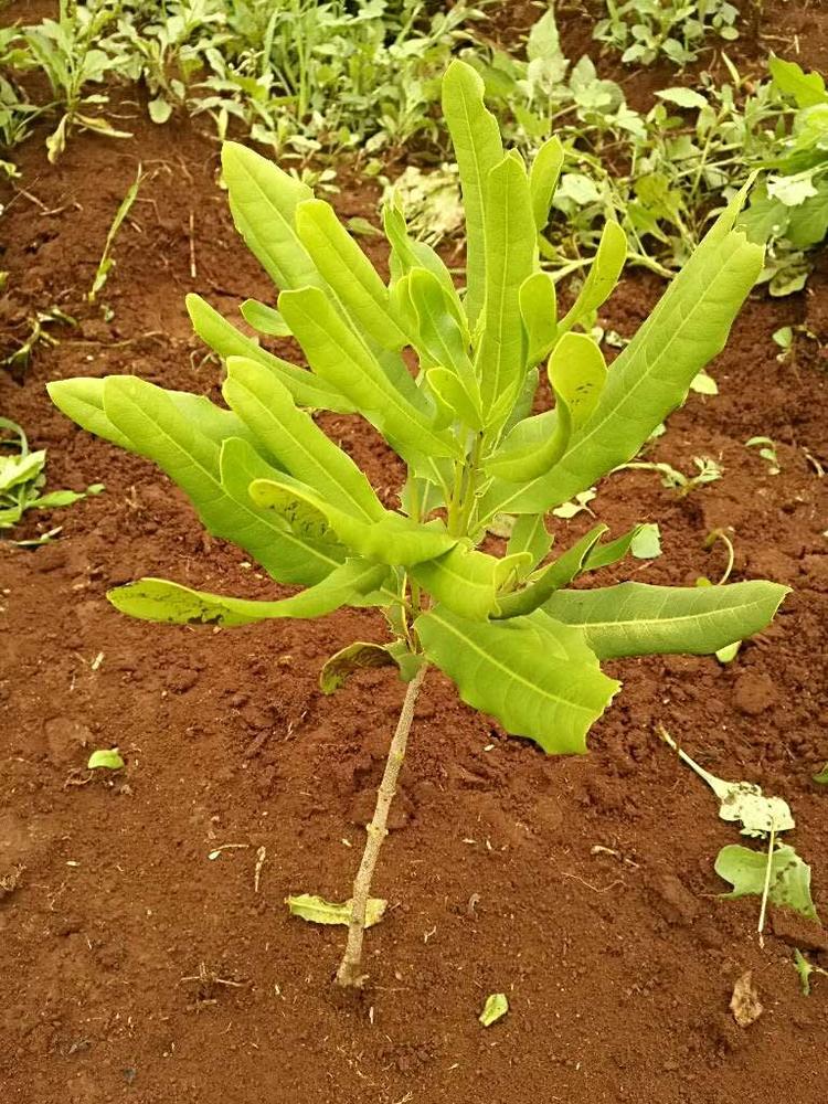 tree image
