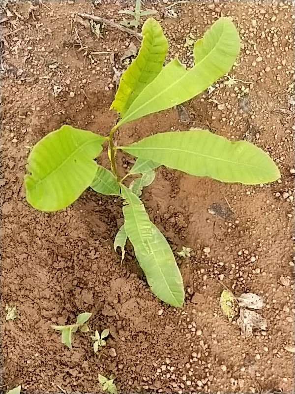 tree image