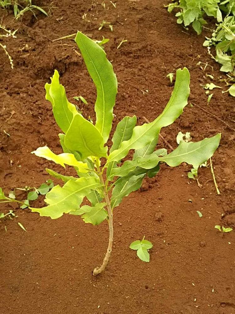 tree image