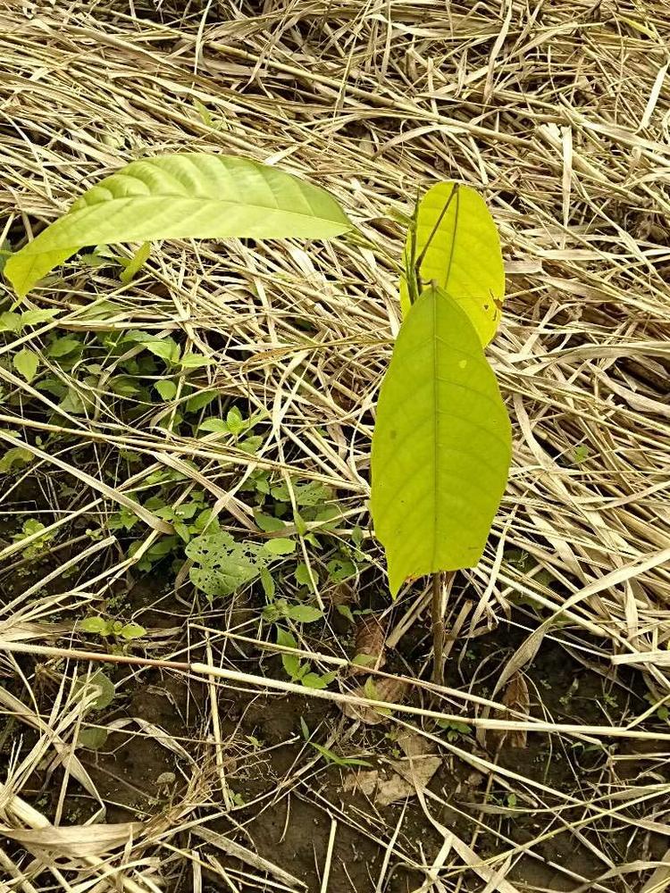tree image