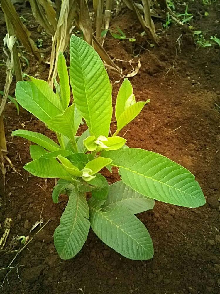 tree image