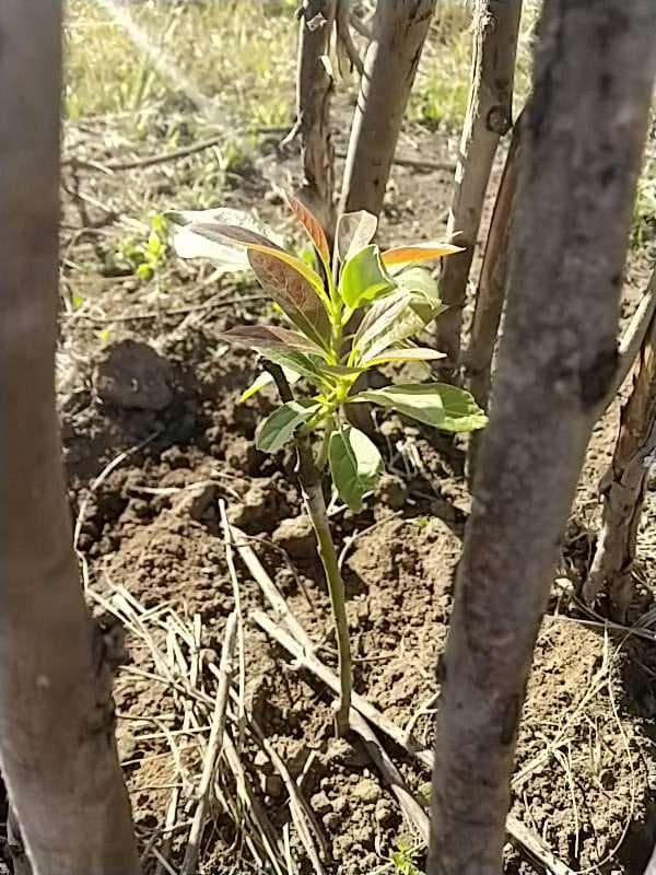 tree image