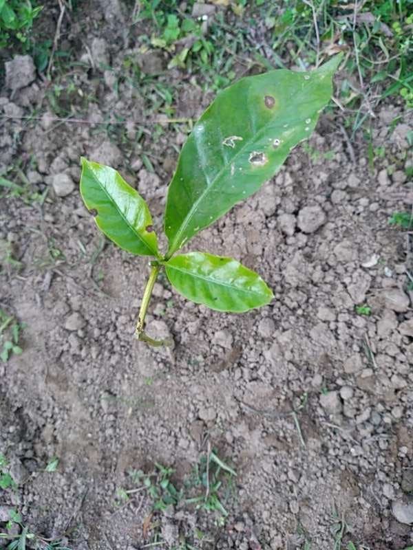 tree image