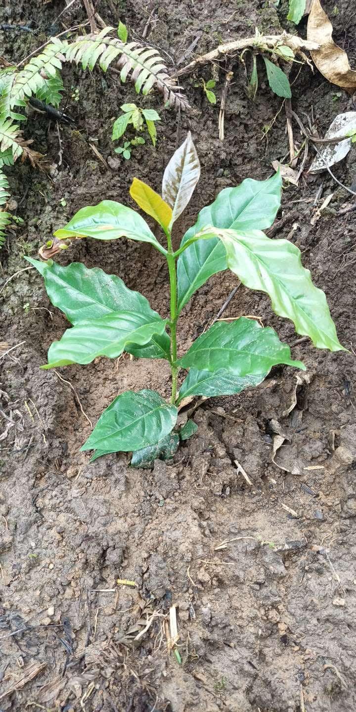tree image