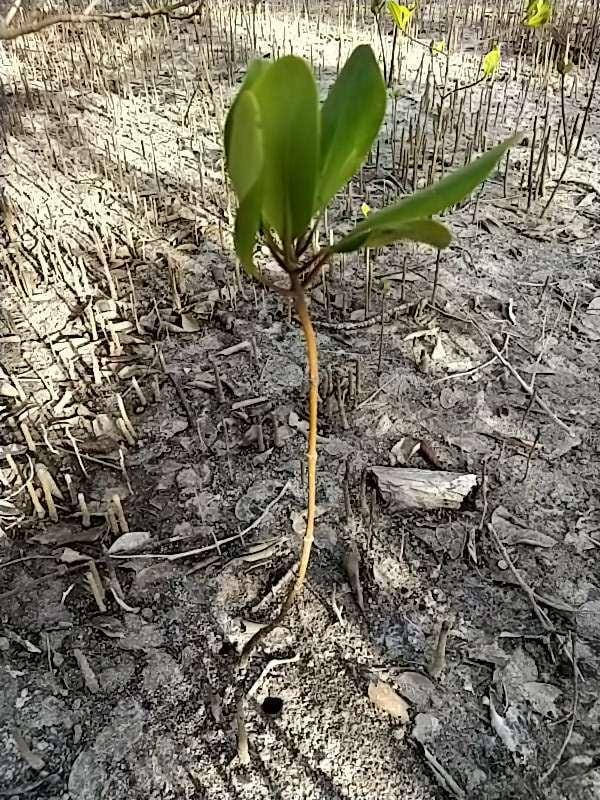 tree image