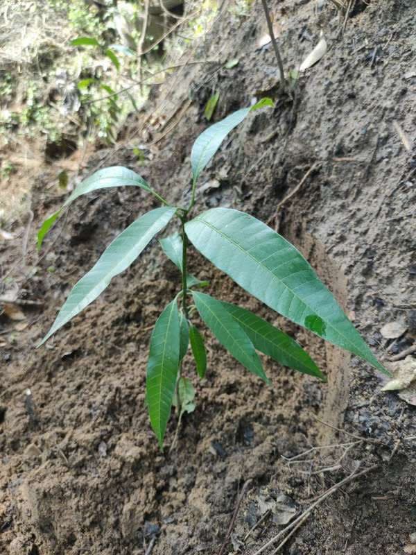 tree image