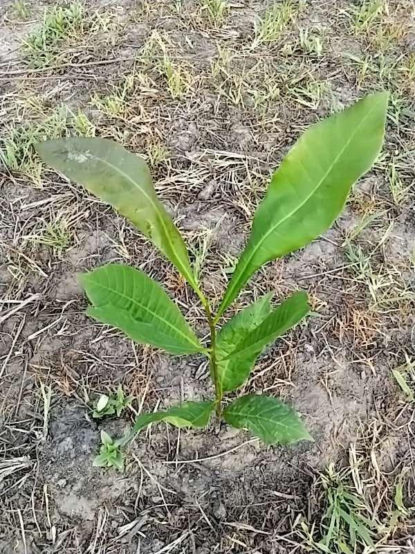 tree image