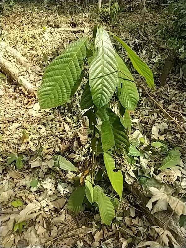 tree image