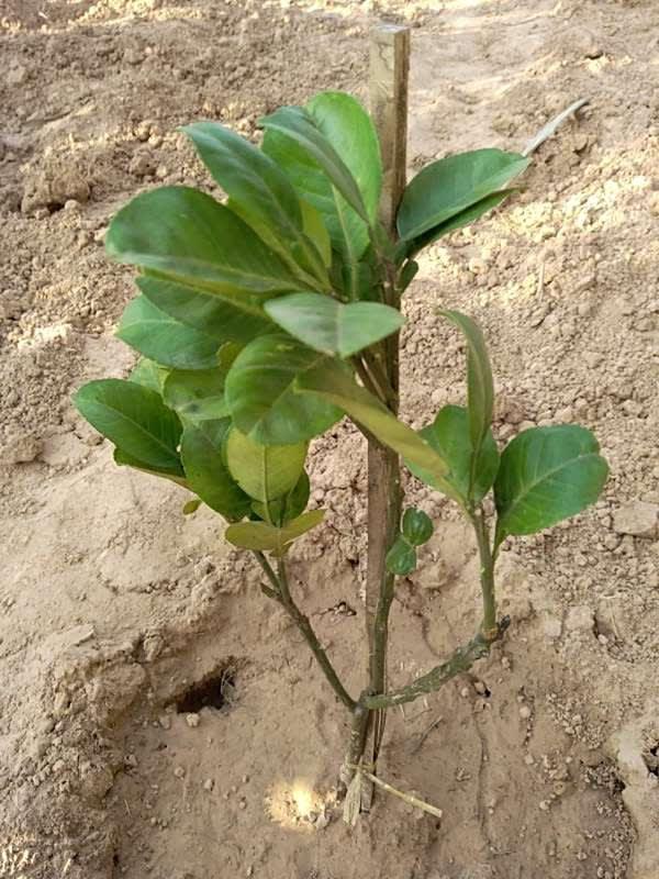 tree image
