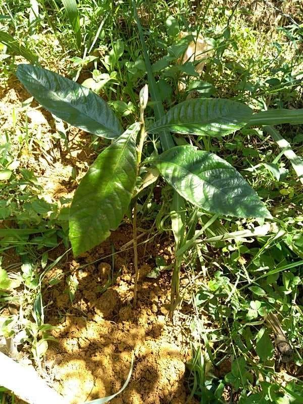 tree image