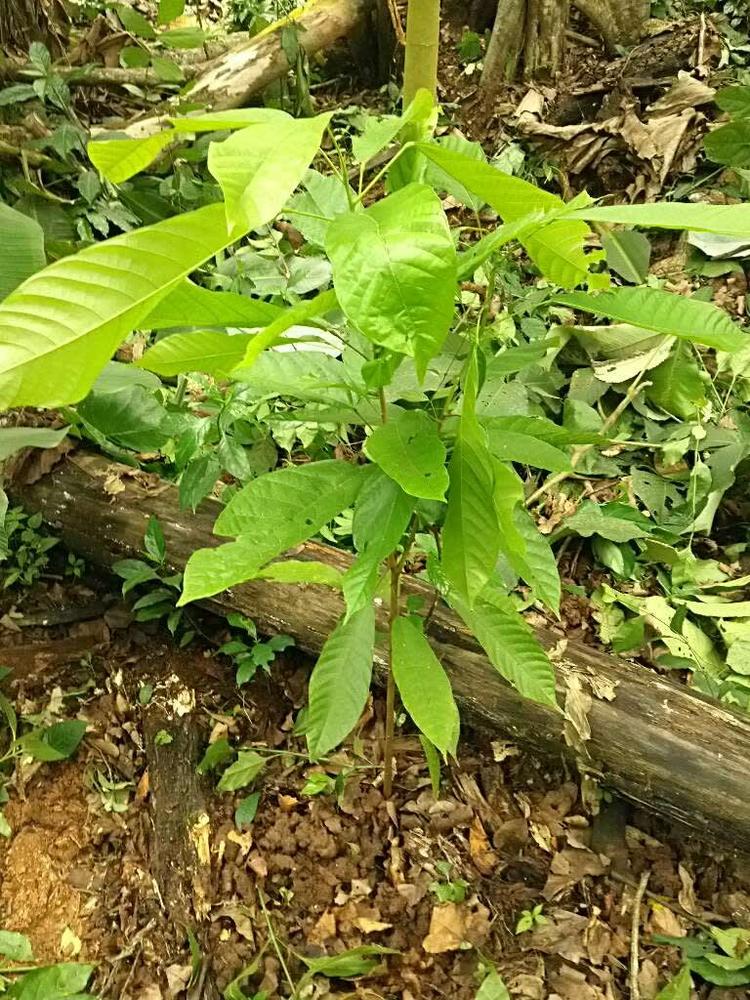 tree image
