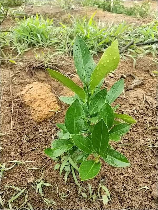 tree image