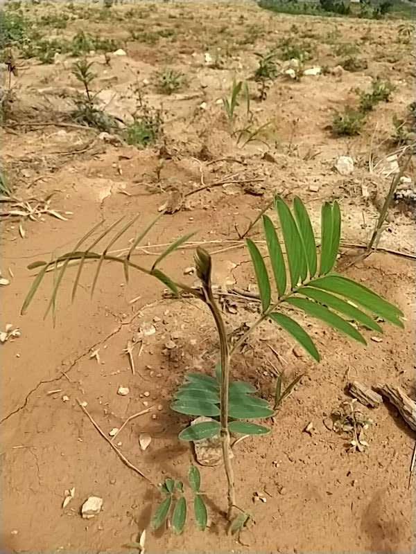 tree image