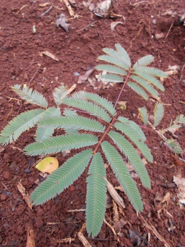 tree image