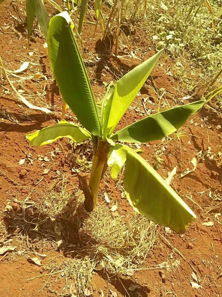 tree image