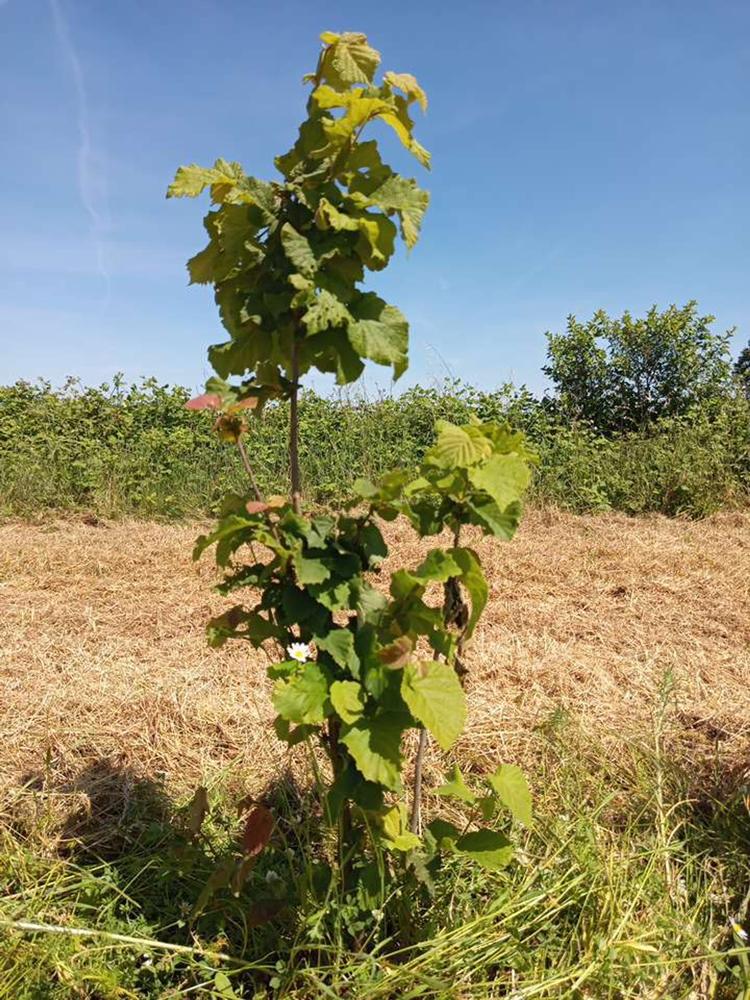 tree image