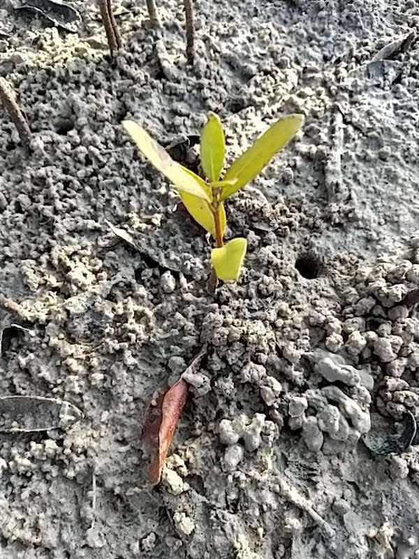 tree image