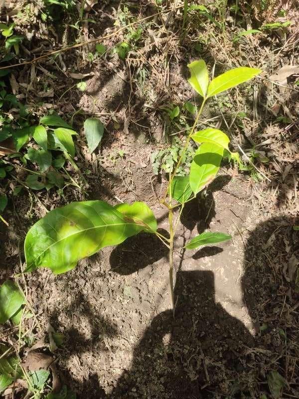 tree image