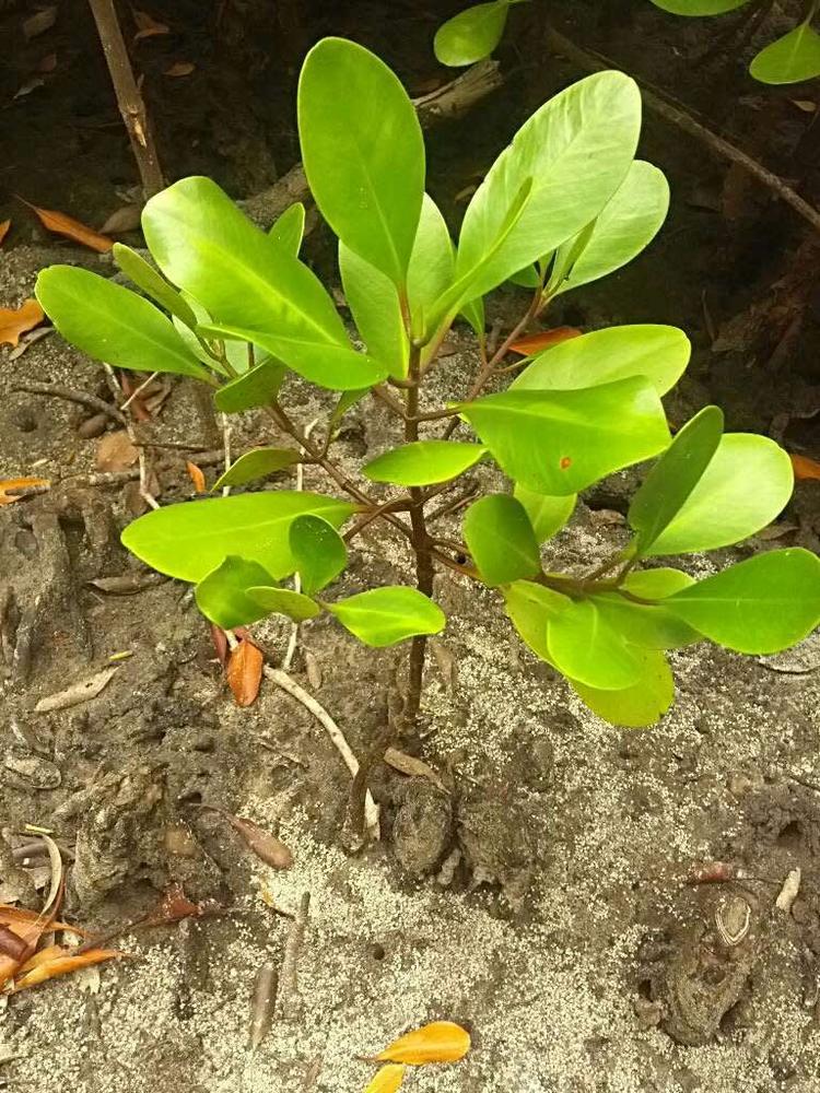 tree image